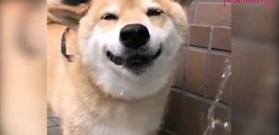 Su i&ccedil;ince mutlu olan k&ouml;pekcik