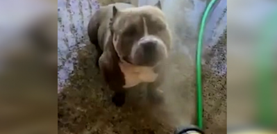 Su tutulunca keyiften d&ouml;rt k&ouml;şe olan k&ouml;pek