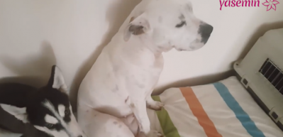 Su&ccedil; işledikten sonra utanan k&ouml;pekler