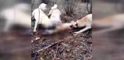 Sürüye saldıran kurdu kangallar böyle parçaladı!