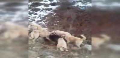 Sürüye saldıran yaban domuzunu Kangal köpekleri boğdu