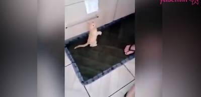 S&uuml;t&uuml;n&uuml; yatağında i&ccedil;en yavru kedi