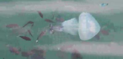 Tarakçı balıklarının deniz anasına saldırı anı kamerada
