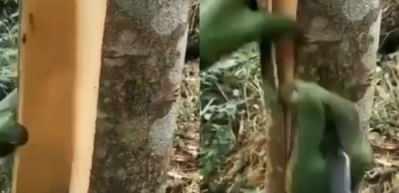 Tar&ccedil;ın baharatının sofralara gelme yolculuğu şaşırttı! Bakın tar&ccedil;ın nasıl toplanıyormuş