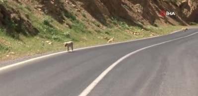 Tarım arazilerine zarar verip &ouml;nlerine &ccedil;ıkan her şeyi yiyen &ccedil;ekirgeler, &ccedil;ift&ccedil;ileri tedirgin etti
