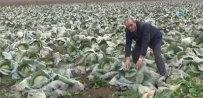 Tarlada 35 kuruş, pazarda 7 lira
