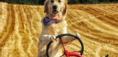 Tarlada trakt&ouml;r s&uuml;ren k&ouml;pek g&uuml;ld&uuml;rd&uuml;
