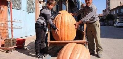 Tarlasında 105 kiloluk kabak yetiştirdi