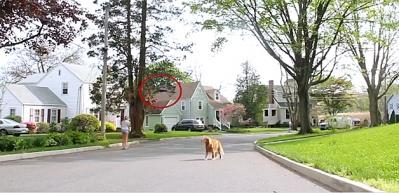 Tasmayı Drone'a bağlayıp k&ouml;pek gezdirmek