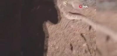 &Ccedil;ıngıraklı engerek yılanı tavşanı b&ouml;yle avladı