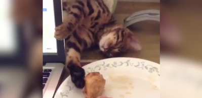 Tavuğu kapmak i&ccedil;in uyku numarası yapan kedi 