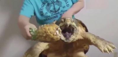 Tek ısırıkla ananası parampar&ccedil;a eden kaplumbağa