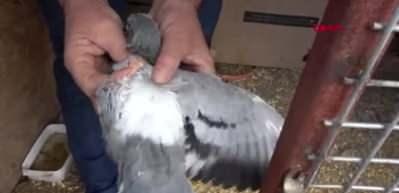 Tek kanatlı g&uuml;vercin g&ouml;renleri şoke etti!