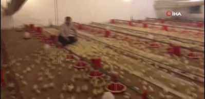 Tek komutla binlercesini ayağına getirdi... Geh, geh, geh!