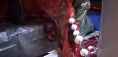  Tek seferde 1500 palamut yakalandı