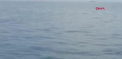 Tekirdağ'da bulundu! Cezası 11 bin TL