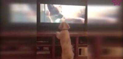 Televizyon izlerken heyecanlanan k&ouml;pek