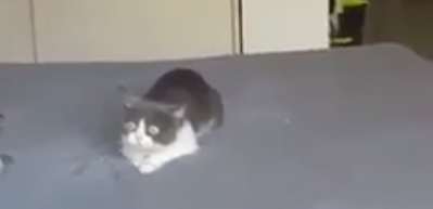 Televizyon sesine anlam veremeyen şaşkın kedi
