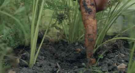 Ölümcül virüs bu sefer de havuçta ortaya çıktı!