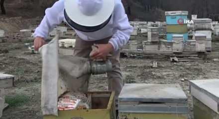 Bursa'da, zirai ila&ccedil; y&uuml;z&uuml;nden milyonlarca arısı kovana d&ouml;nemeden &ouml;ld&uuml;