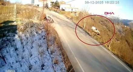 Hafif ticari aracın fındık bah&ccedil;esine u&ccedil;tuğu kaza kamerada