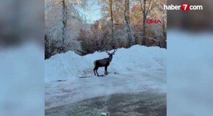 Karla kaplanan Kuzu Yayla Tabiat Parkı'nda kızılgeyik g&ouml;r&uuml;nt&uuml;lendi