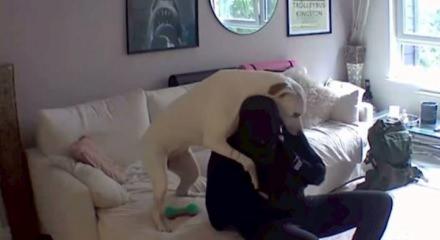 Ev sahibi köpek ile hırsızın görüntülerini görünce şaşırdı kaldı!