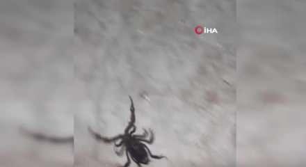 Köyü akrepler bastı: Yaptığımız ilaçlamalar işe yaramadı