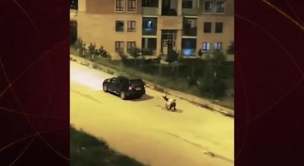 Eşeğe işkence eden cani böyle görüntülendi