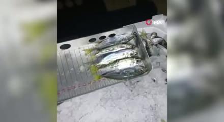 Balıkçıların yüzlerce kilo istavrit sevinci kursaklarında kaldı