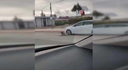 Başıboş köpek terörü devam ediyor! Küçük çocuğu korku dolu anlar yaşadı
