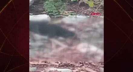 Başıboş köpek terörü! Üreticinin hayvanlarını telef ettiler