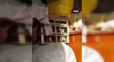 Hatay’da 786 saka kuşu ele geçirildi