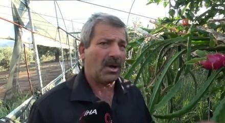 Hataylı çiftçi Ejder meyvesiyle kazancını katladı: Kilosu 180 TL’den alıcı buluyor