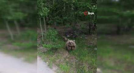 İlk defa drone gören ayının o anlar güldürdü