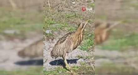 Artvin’de sürpriz misafir: Nesli tükenme tehlikesindeki gizemli kuş ilk kez görüntülendi