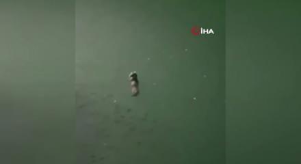 Tunceli'de su samuru görüntülendi