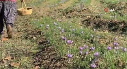 AB tescilli safranın hasadı sürüyor