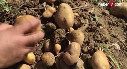 Bakanlık: patates fiyatı 25 lira değil, marketlerde ortalama 12,75 lira