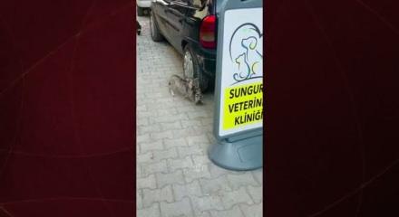 Çorum’da anne kedi, yavrusunu veterinere kendi götürdü