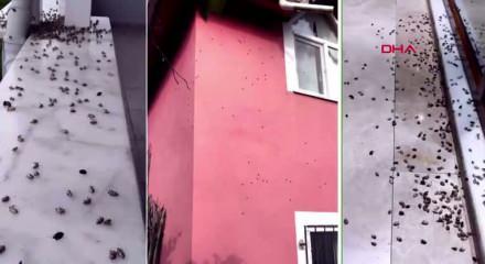 Gürcistan üzerinden Türkiye’ye geldi! İstanbullunun son kabusu oldu, hızla yayılıyor