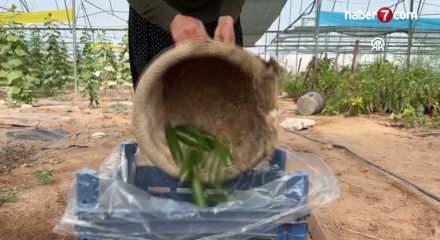 Kadın girişimci devlet desteğiyle kurduğu serada üretime katkı sağlıyor