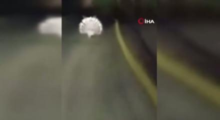 Menteşe’de oklu kirpiler kamerada