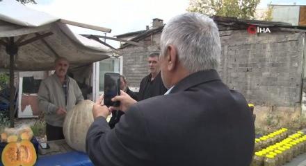 Sivas'ta yetiştirdiği devasa kabak tam 51 kilogram ağırlığında!