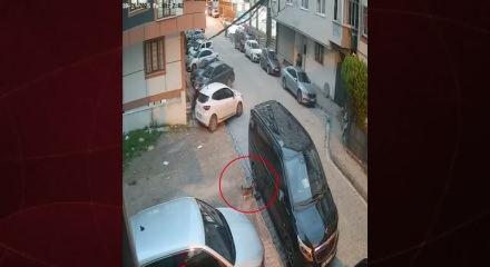 Sokakta gezen bir kedi öyle bir şey yaptı ki...