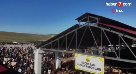 Şap salgını gerçekten bitti mi? Bakanlık aşı oranını açıkladı, iddialara dava açtı