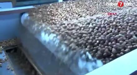 Fındık sektöründe yaşanan "alımlar durdu" haberleri sonrası Rekabet Kurumundan ilk açıklama geldi