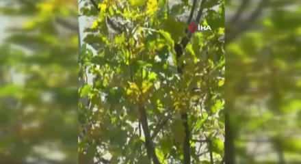 Hakkari'de görüldü! Islık çalıp dikkatini çekti... Vaşağın tepkisine dikkat