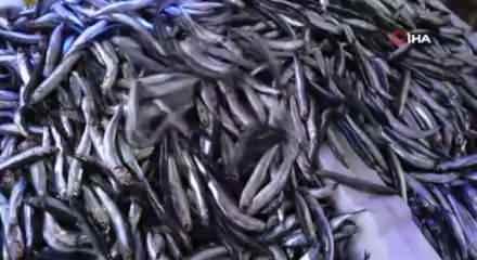 Hamsi bolluğu fiyatları düşürdü ama ilgi azaldı