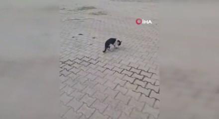 Kedi yakaladığı fareyle oynadı